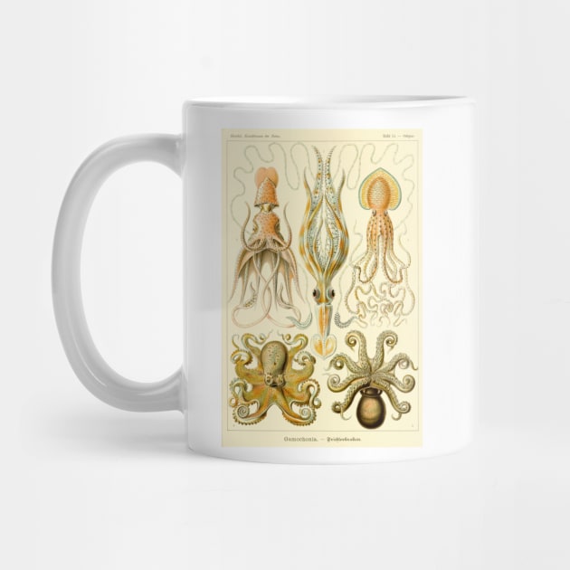 Squid and Octopus Gamochonia by Ernst Haeckel by MasterpieceCafe